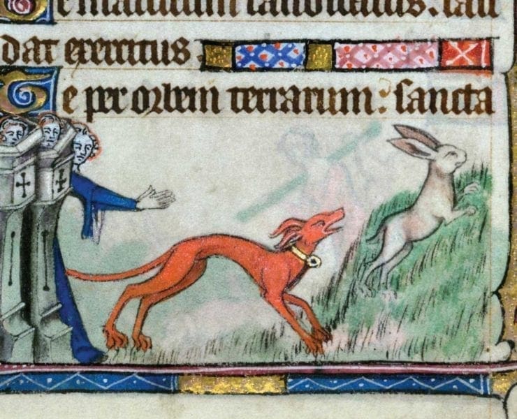 A medieval illustration shows a sight hound being released on a rabbit.