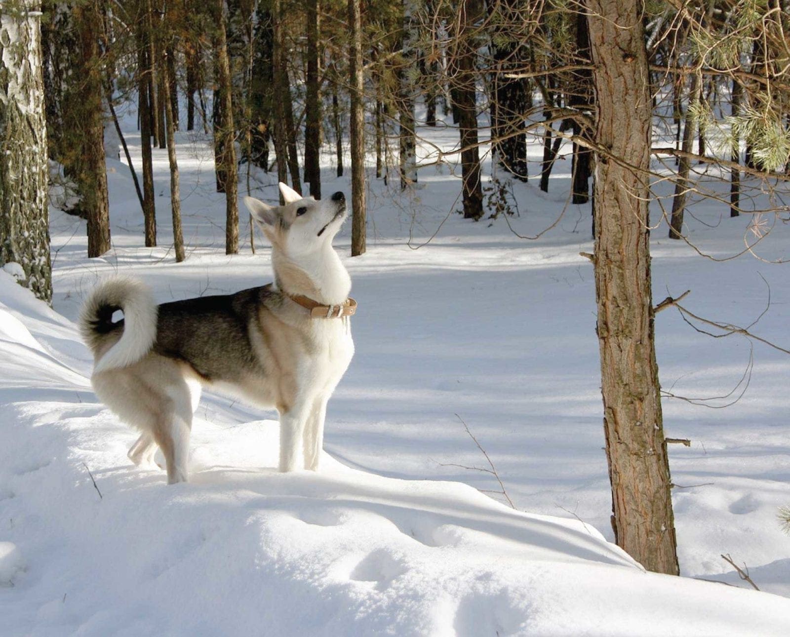 A Russian Laika stands in the snow and looks up at a tree