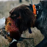 A dog retrieves a pheasant in early season.