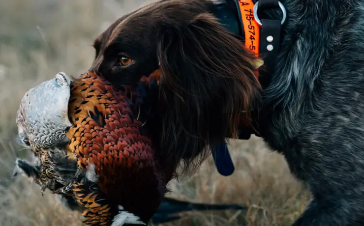 A dog retrieves a pheasant in early season.