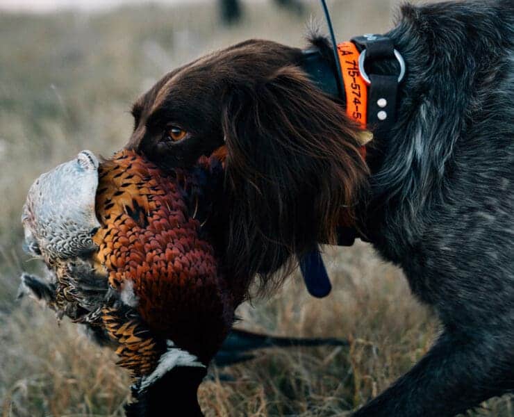 A dog retrieves a pheasant in early season.