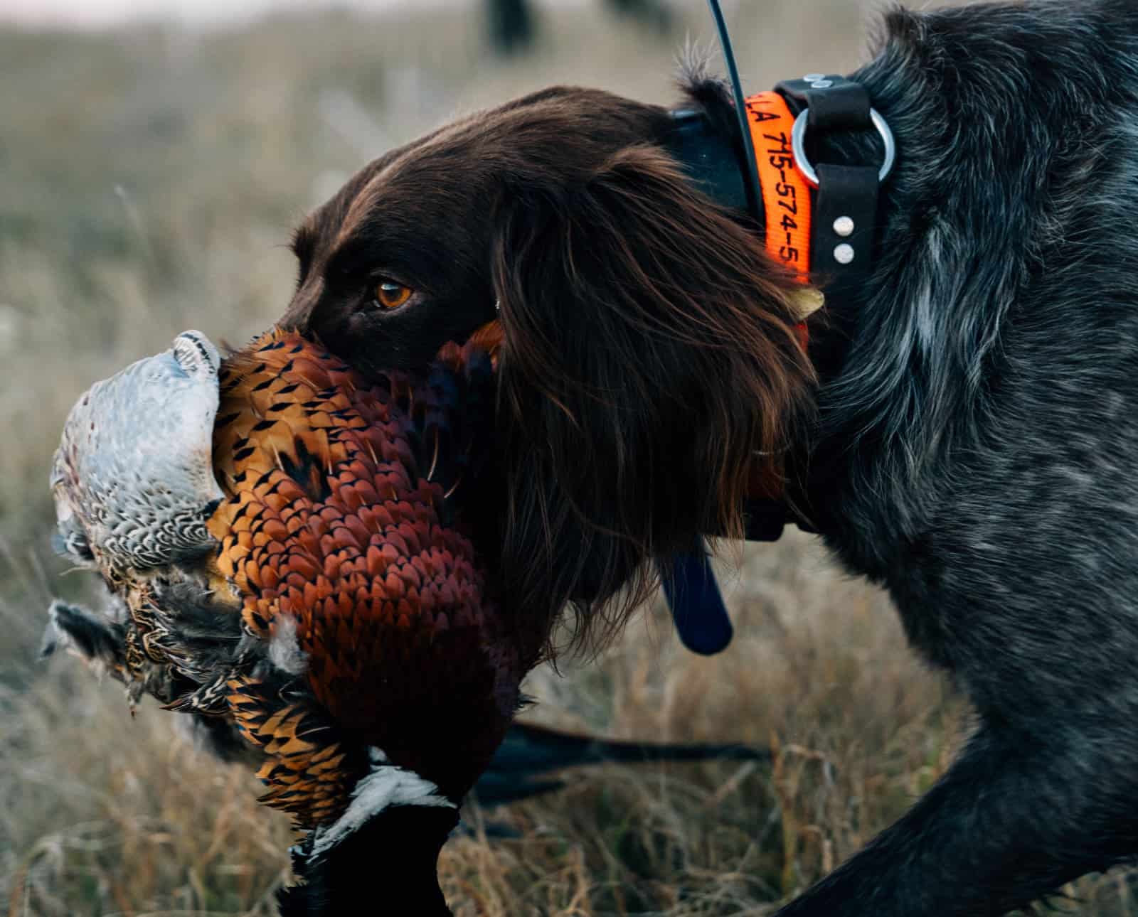 A dog retrieves a pheasant in early season.