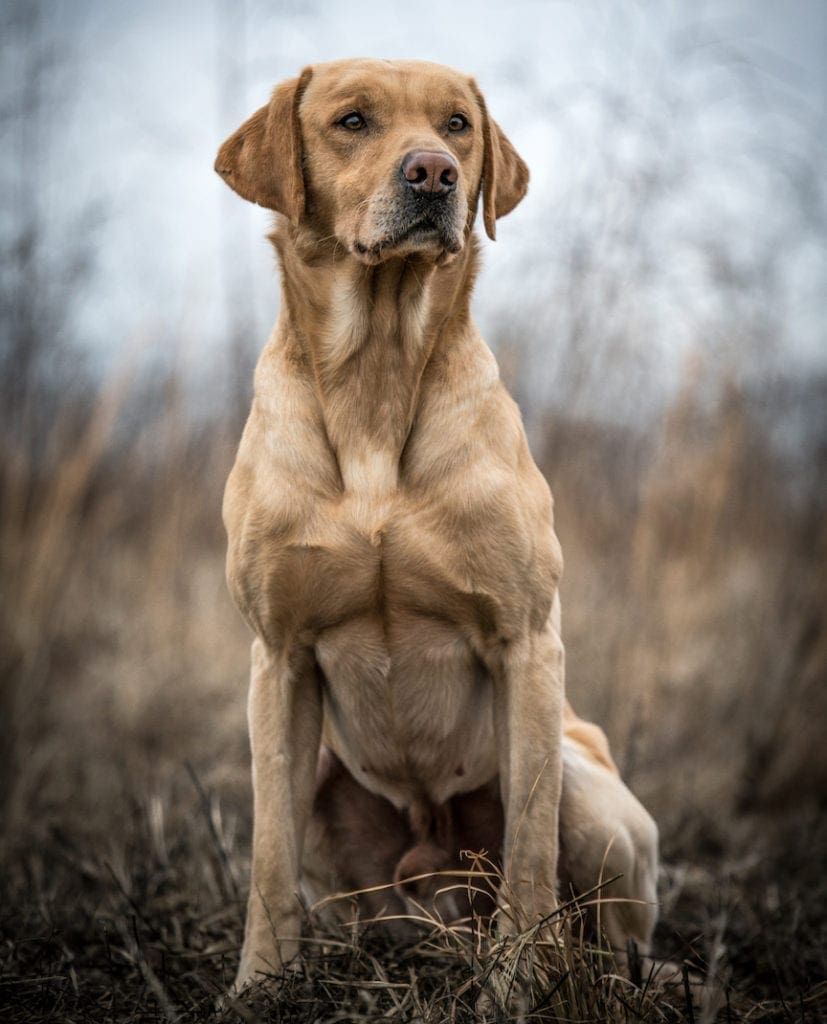 A yellow labrador sits in a field while hunting