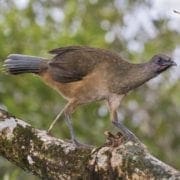 A Plain Chachalaca roosted in a tree