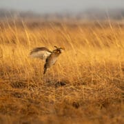 A prairie chicken flushes from grasslands in Kansas