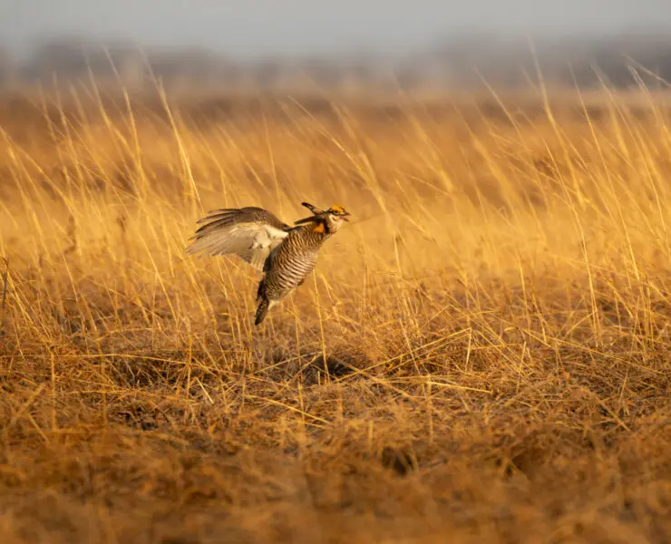 A prairie chicken flushes from grasslands in Kansas