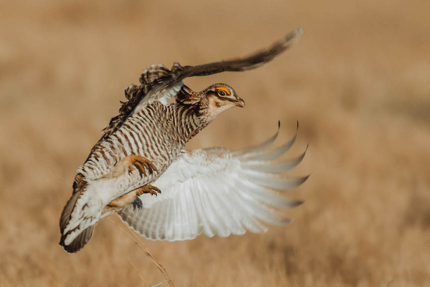 A greater prairie chicken takes off in flight
