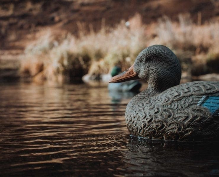 Duck decoys float on a pond for a hunt
