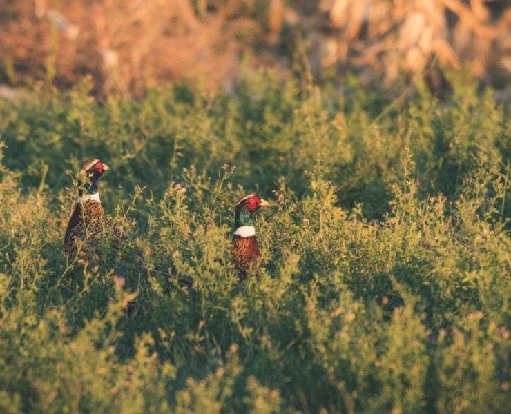 Two rooster pheasants stand in a green field