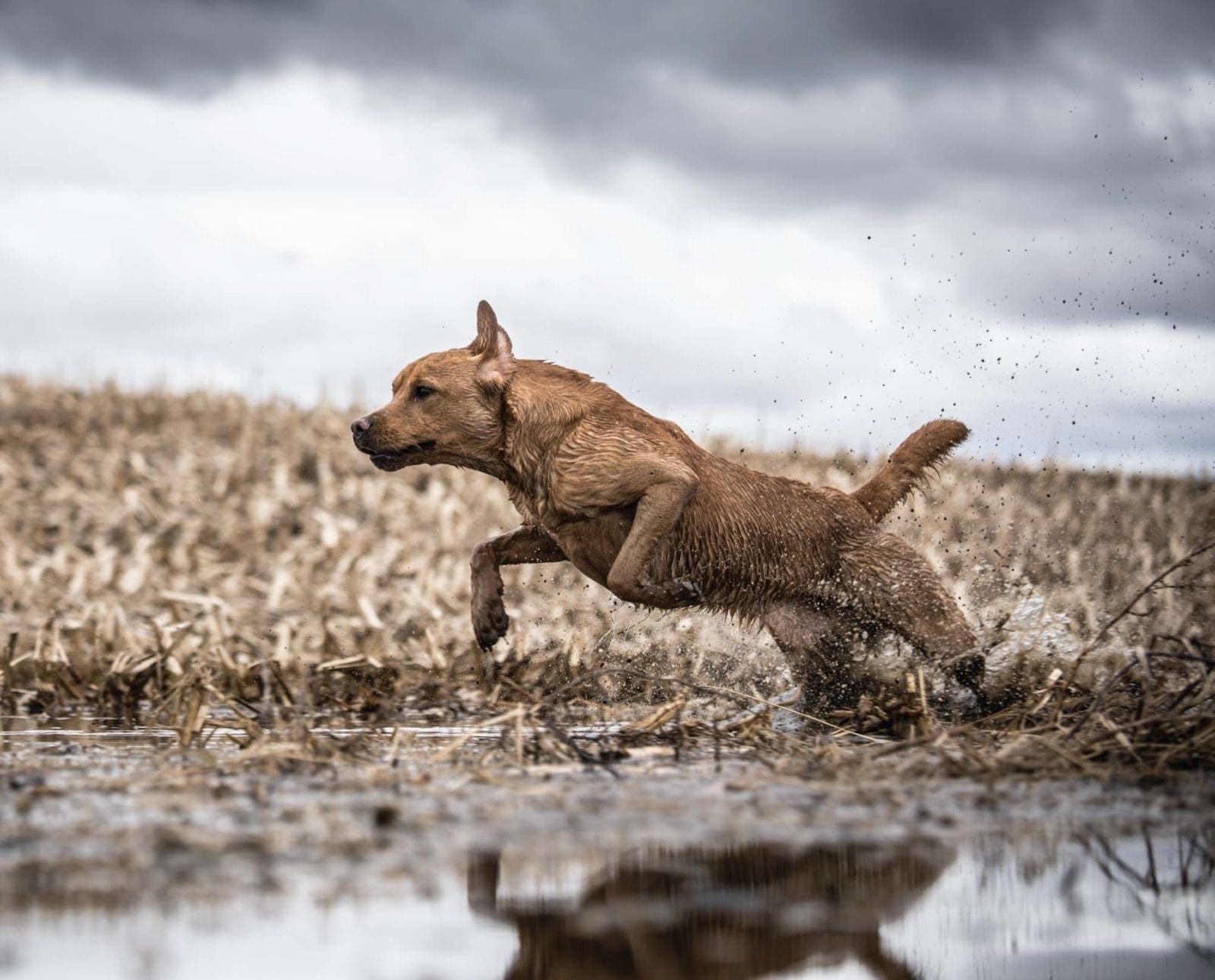 A British lab jumping into water