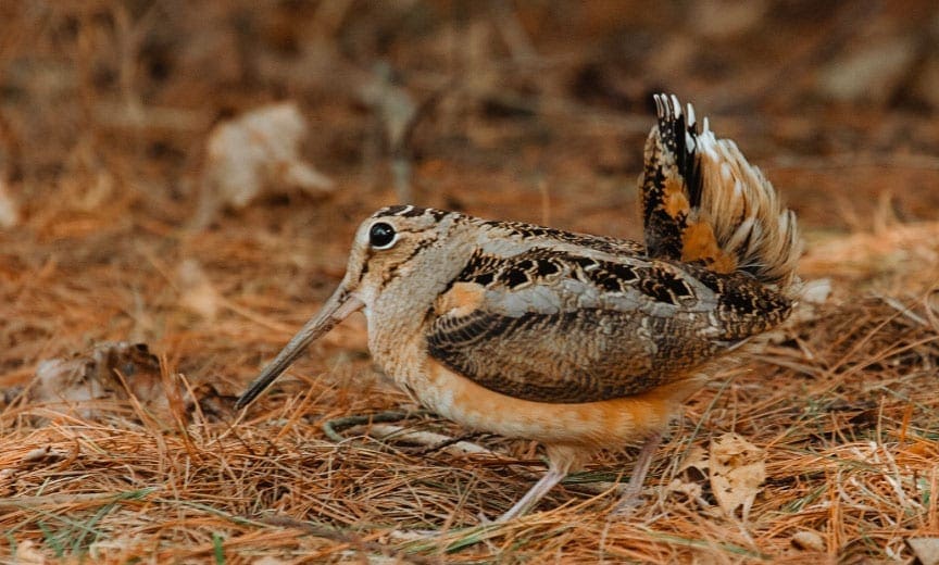 An American woodcock probing for worms