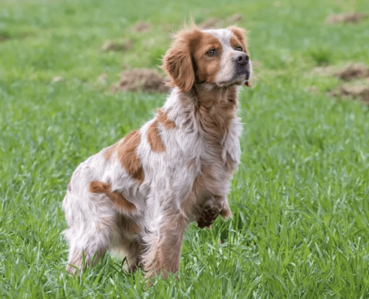 A Brittany spaniel sits in a field.
