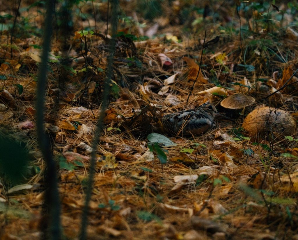 An american woodcock holds tight in a moist area within its habitat.