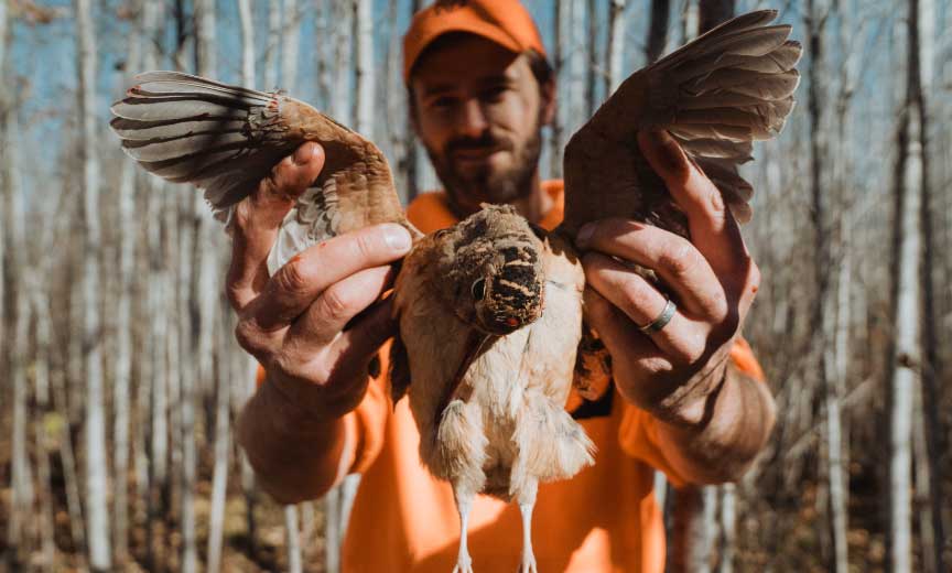 Woodcock Hunting Articles, How-to, Habitat, Tactics, Dogs, Gear
