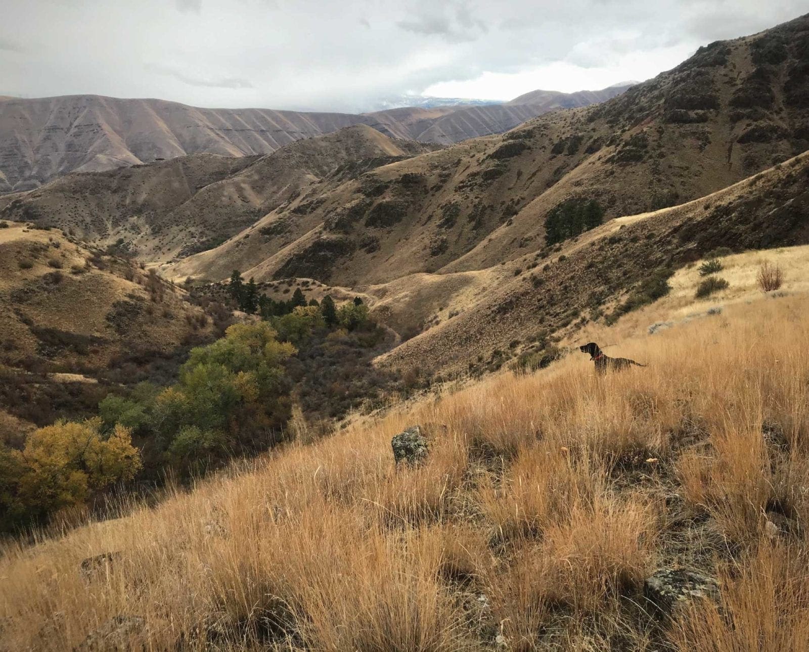 A hunting dog looks over the edge of Hells Canyon