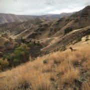 A hunting dog looks over the edge of Hells Canyon