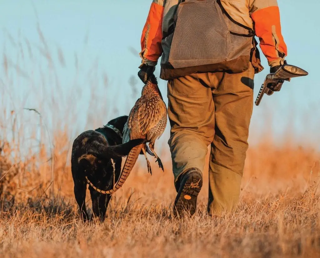 a photographic assignment a game pheasant hunt