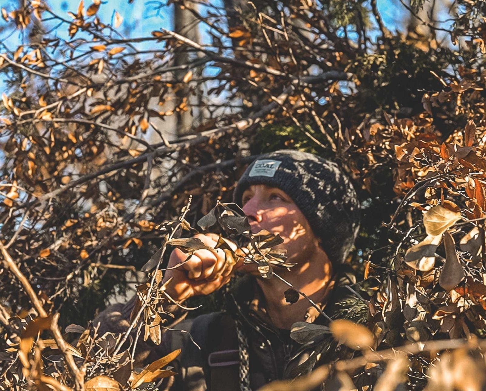 A duck hunter calls while hidden in a natural blind