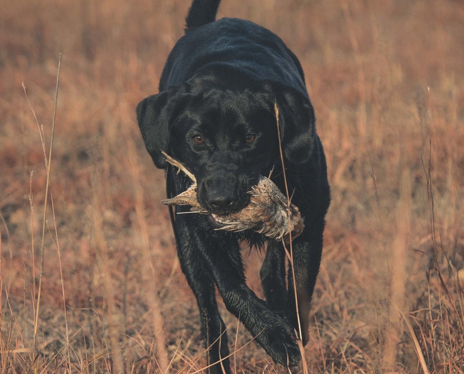 A black Labrador retrieves a female bobwhite quail