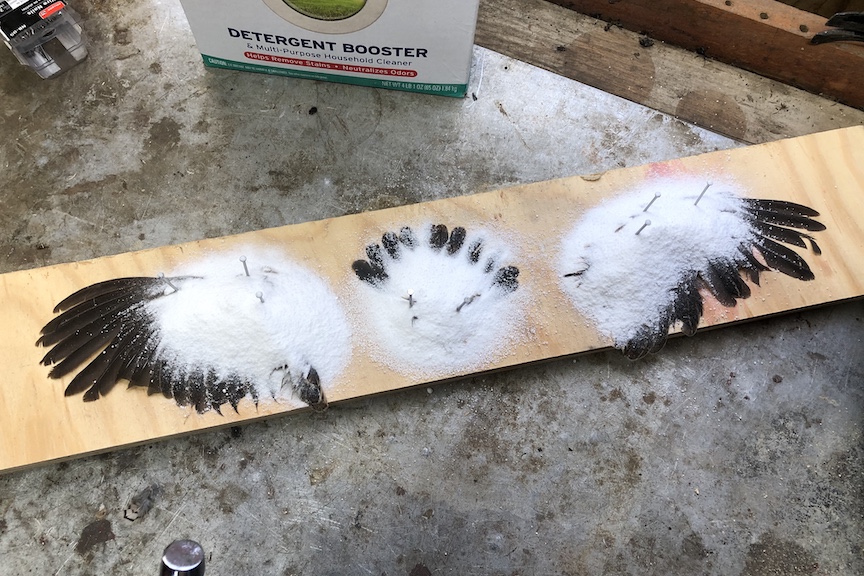 Bird wings treated with Borax for preservation