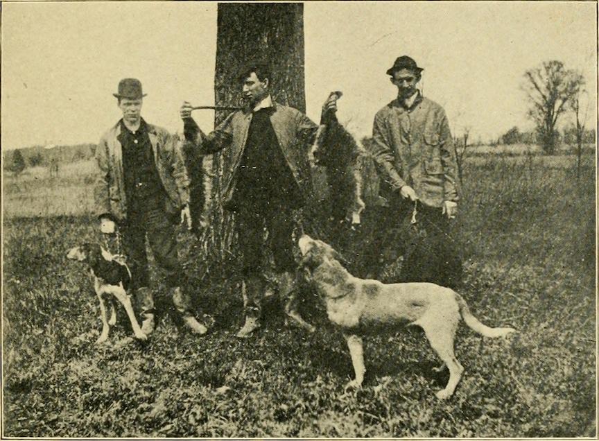 Historic photo of coon hunters with raccoons and coonhounds