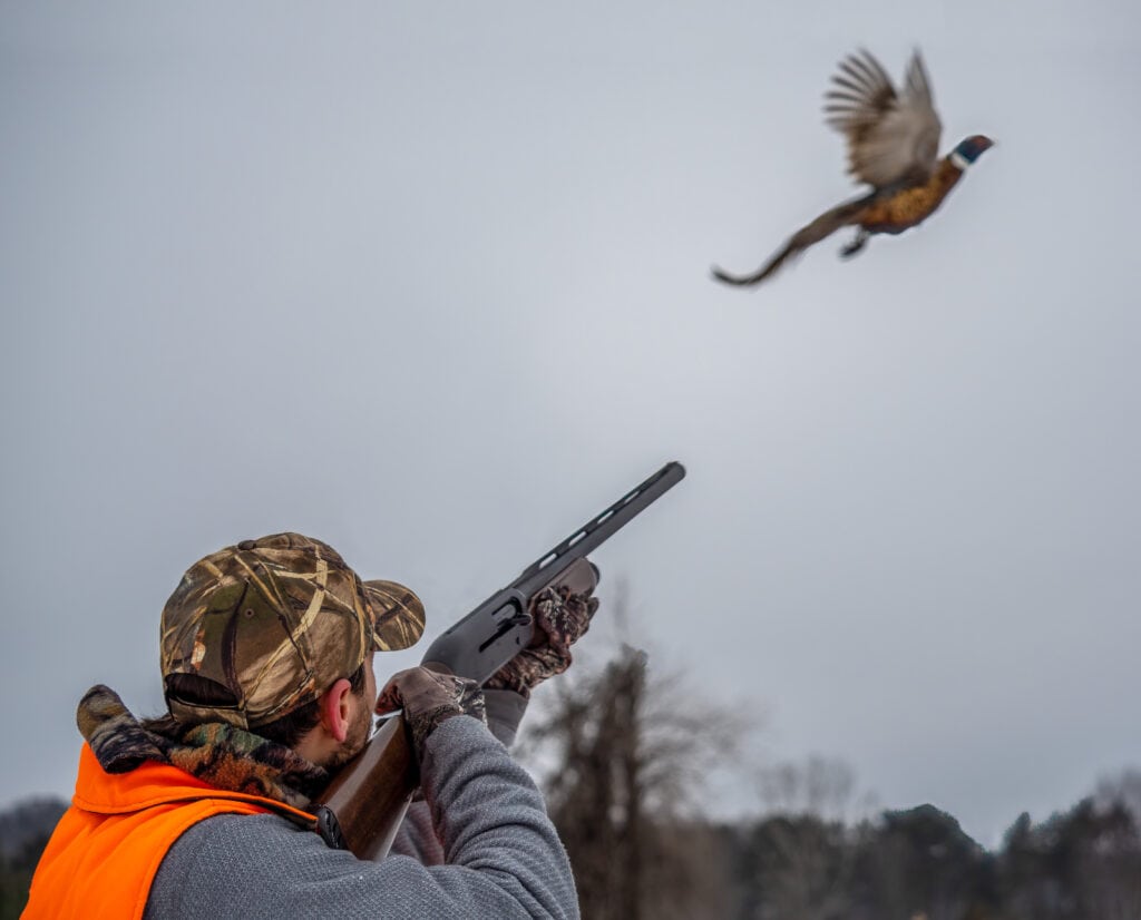 A pheasant hunter aims their shotgun at a flushing pheasant. 