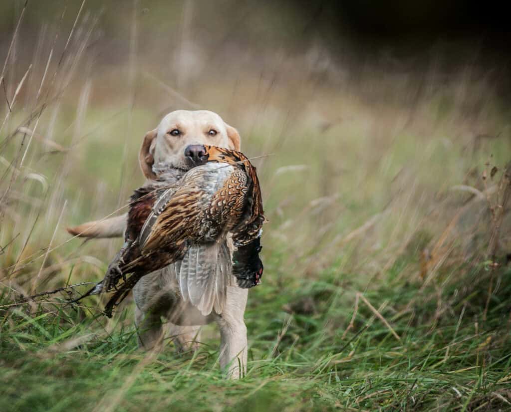 A Labrador Retriever brings a pheasant back to a hunter.