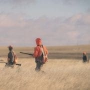 A group of pheasant hunters push through a field toward blockers.