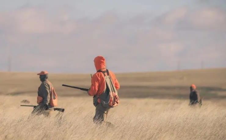 A group of pheasant hunters push through a field toward blockers.