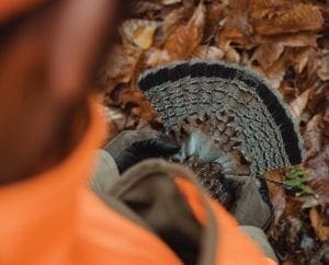 A ruffed grouse hunter exams the fan of a bird while hunting.