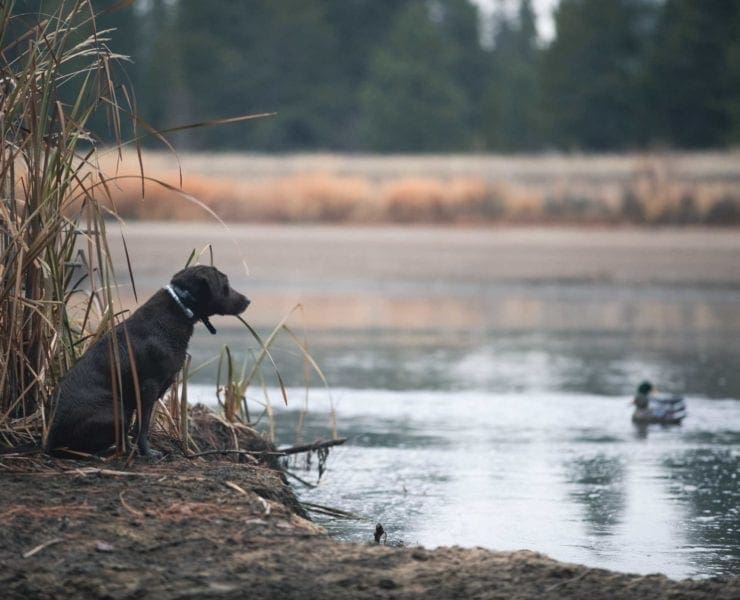 A black lab sits by a pond ready to duck hunt