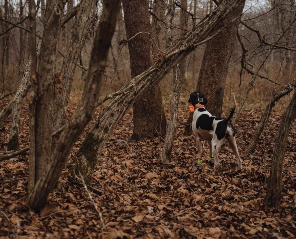 A pointer on point with a woodcock in West Virginia