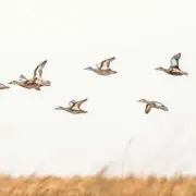 A flock of blue-winged teal flies above a marsh