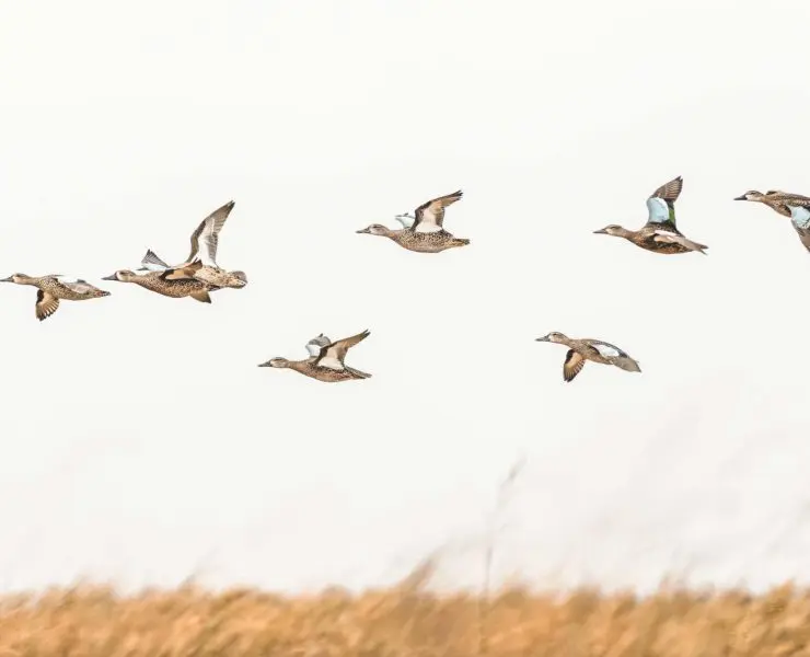 A flock of blue-winged teal flies above a marsh