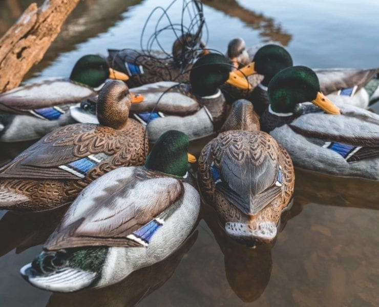 Duck hunting decoys float on the water