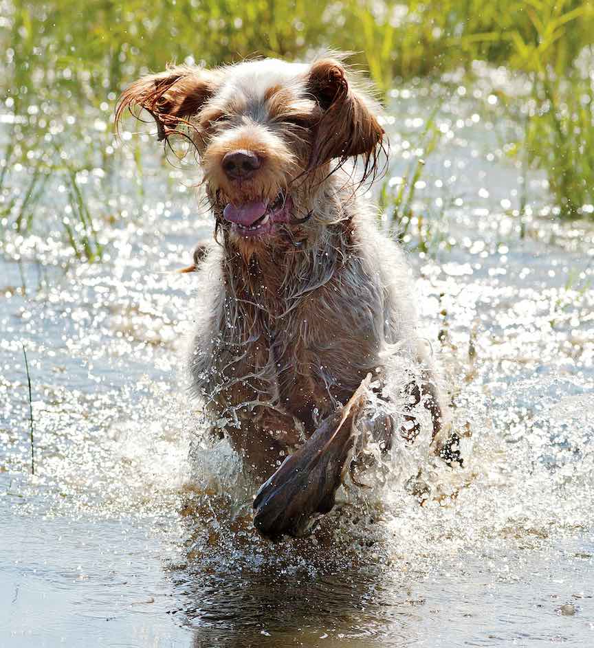 A Spinone hunting dog leaps through water on a hunt