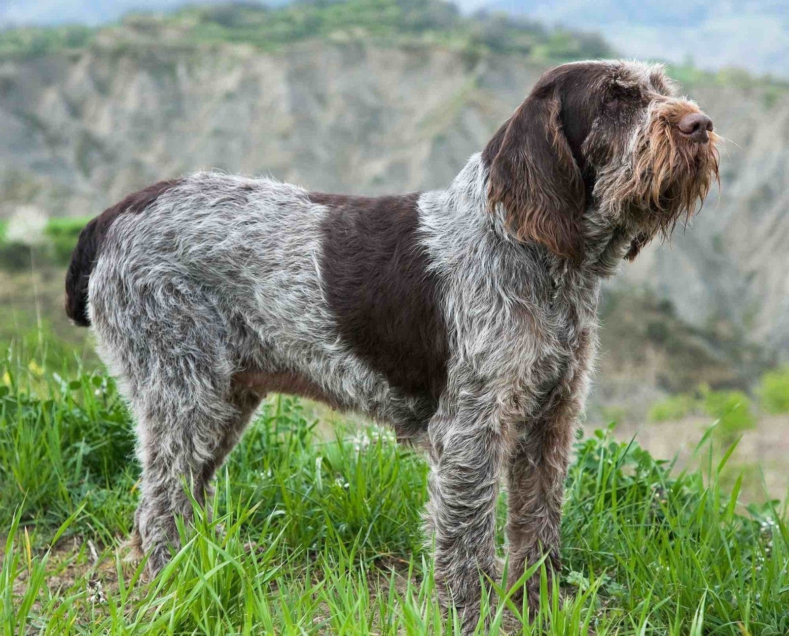 A brown Spinone hunting dog stands in a field