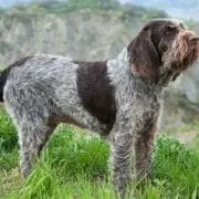 A brown Spinone hunting dog stands in a field