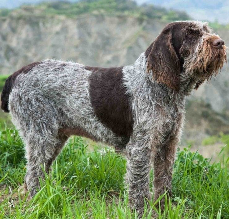 A brown Spinone hunting dog stands in a field