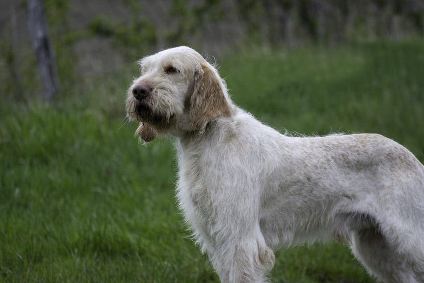 A white and orange Spinone in a field of green grass