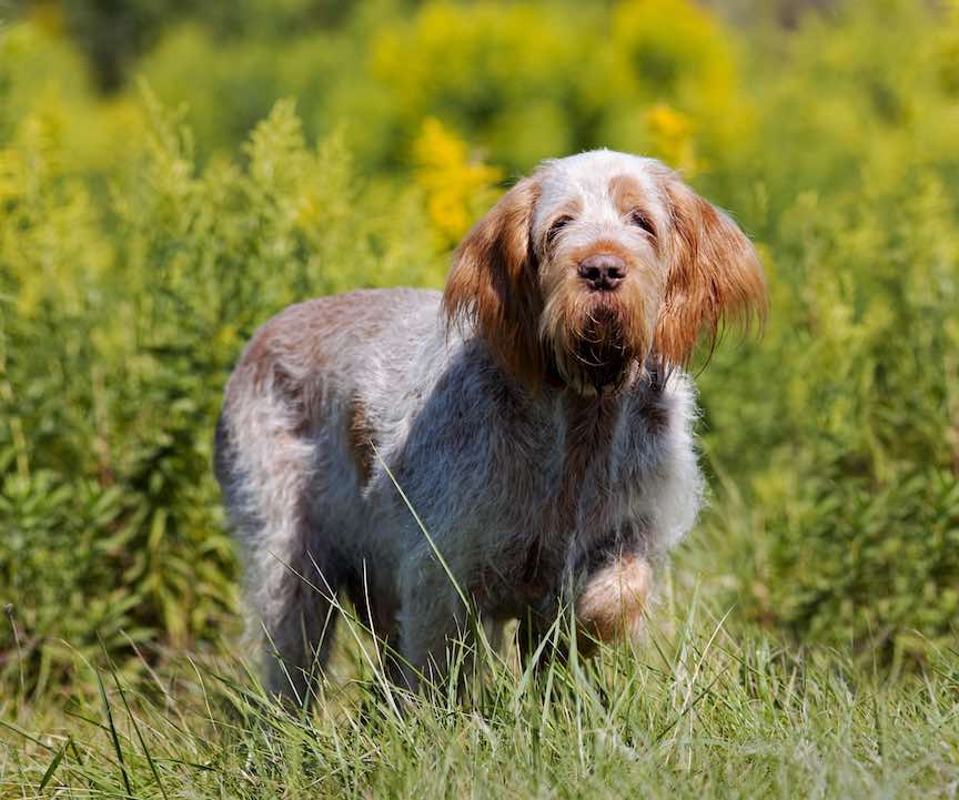 A Spinone hunting dog hunts in a field