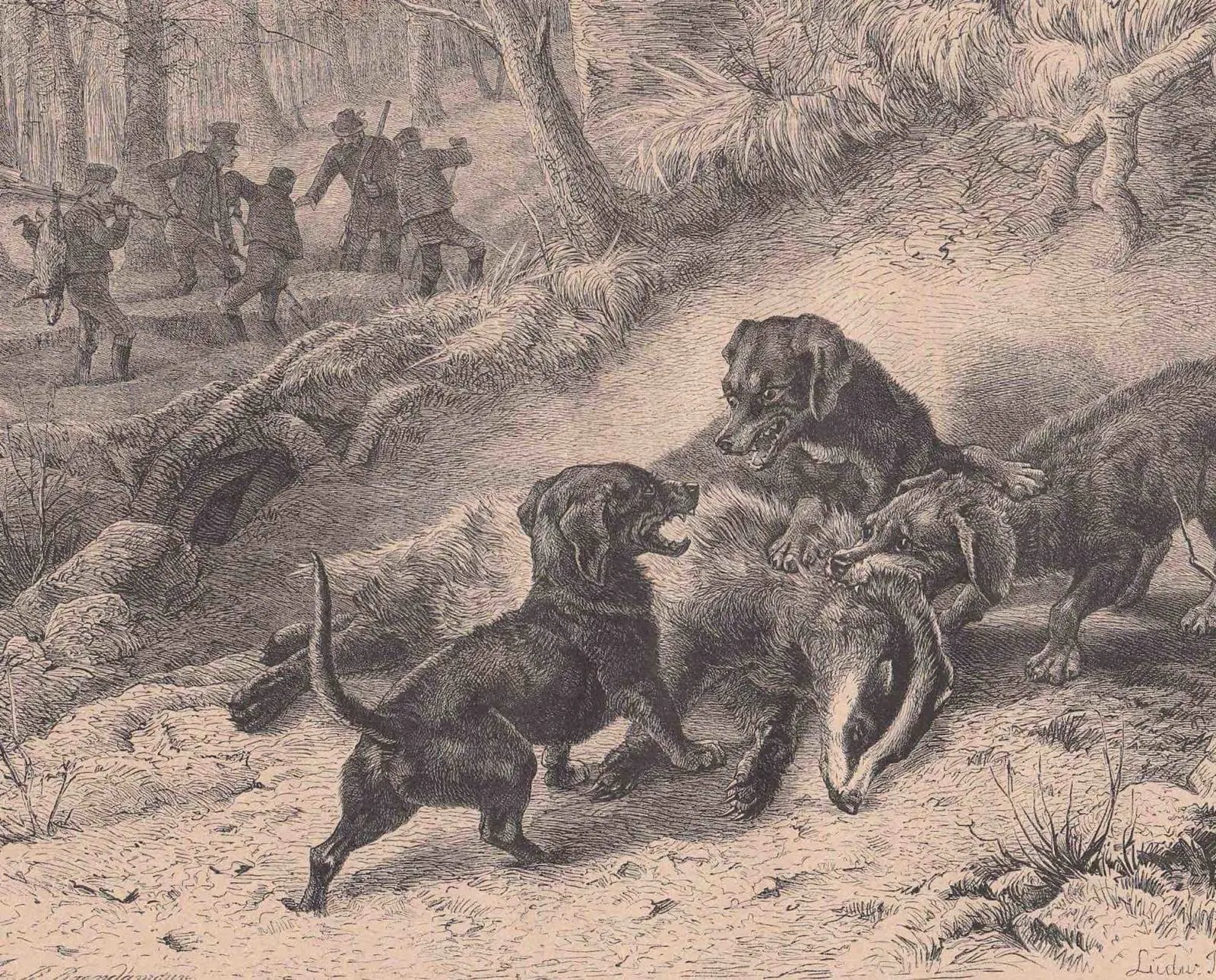 A historic image of teckels hunting game