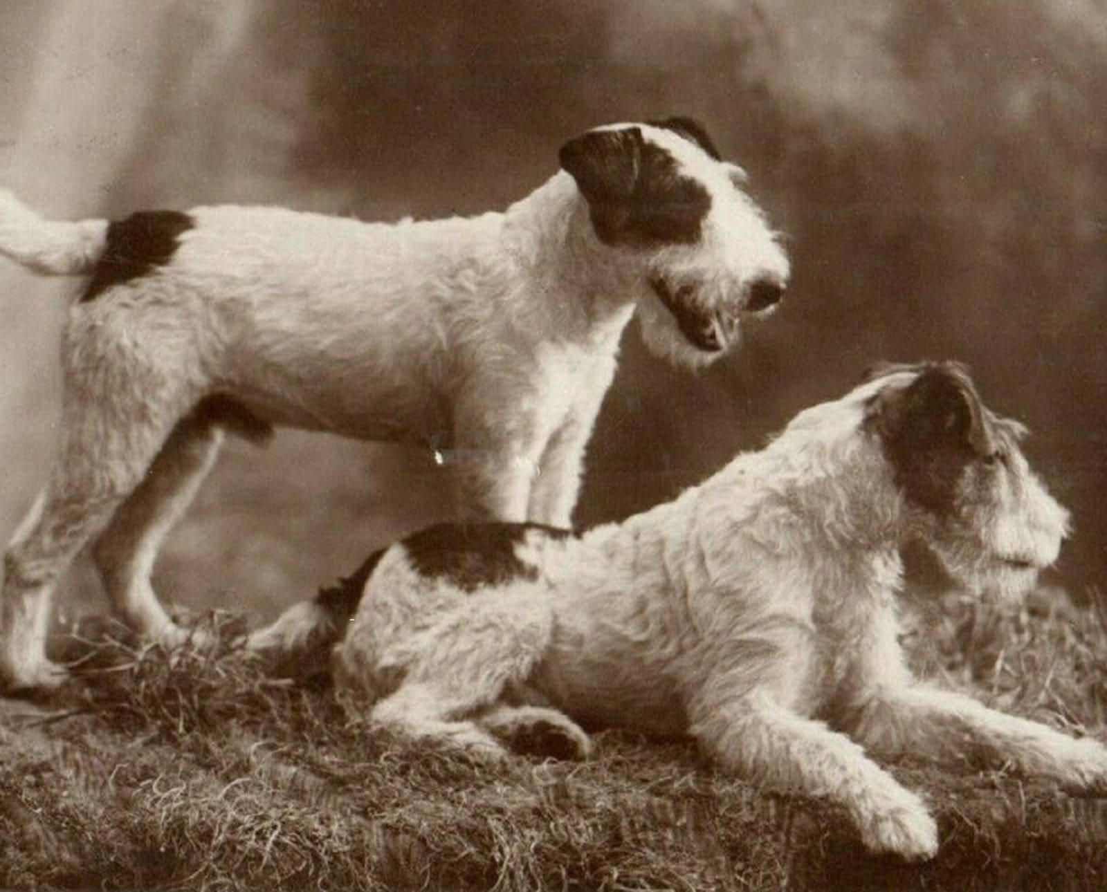 A historic photo of two hunting terriers