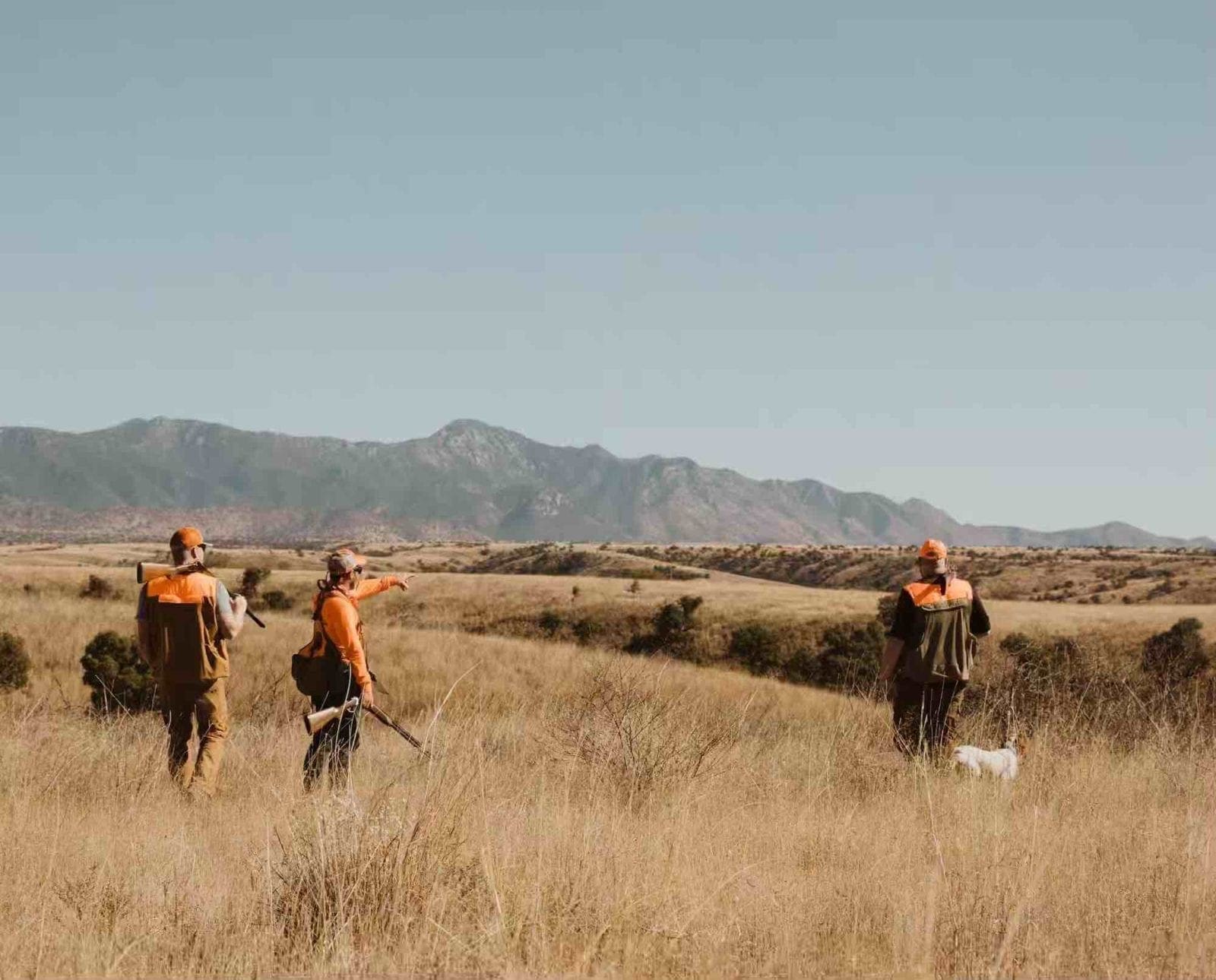 Bird hunters hunting quail in Arizona