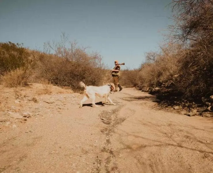 A bird dog hunts in the Arizona desert
