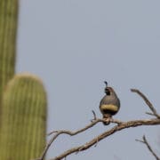 A Gambel's quail calls from a branch in response to a call