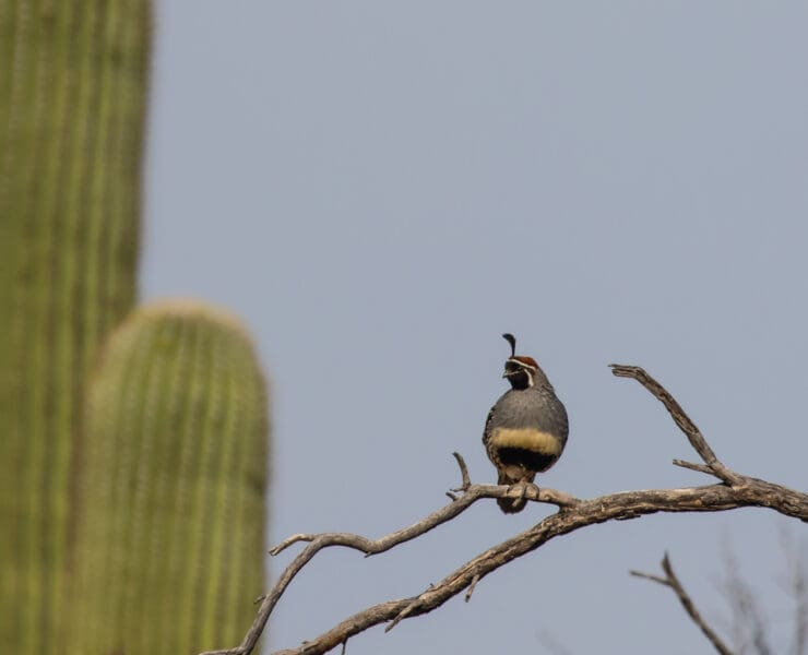 A Gambel's quail calls from a branch in response to a call