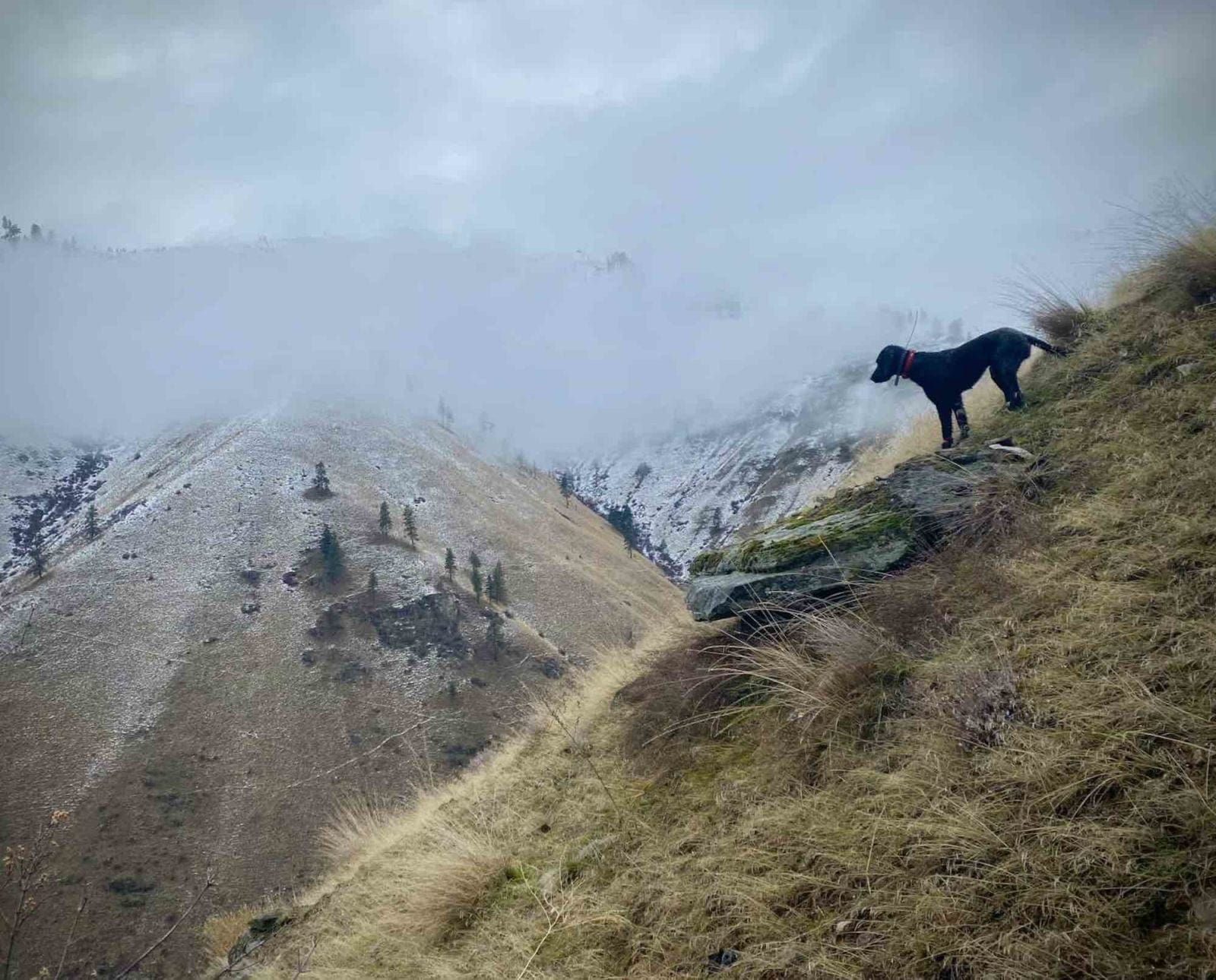 A dog hunts chukar on a steep incline