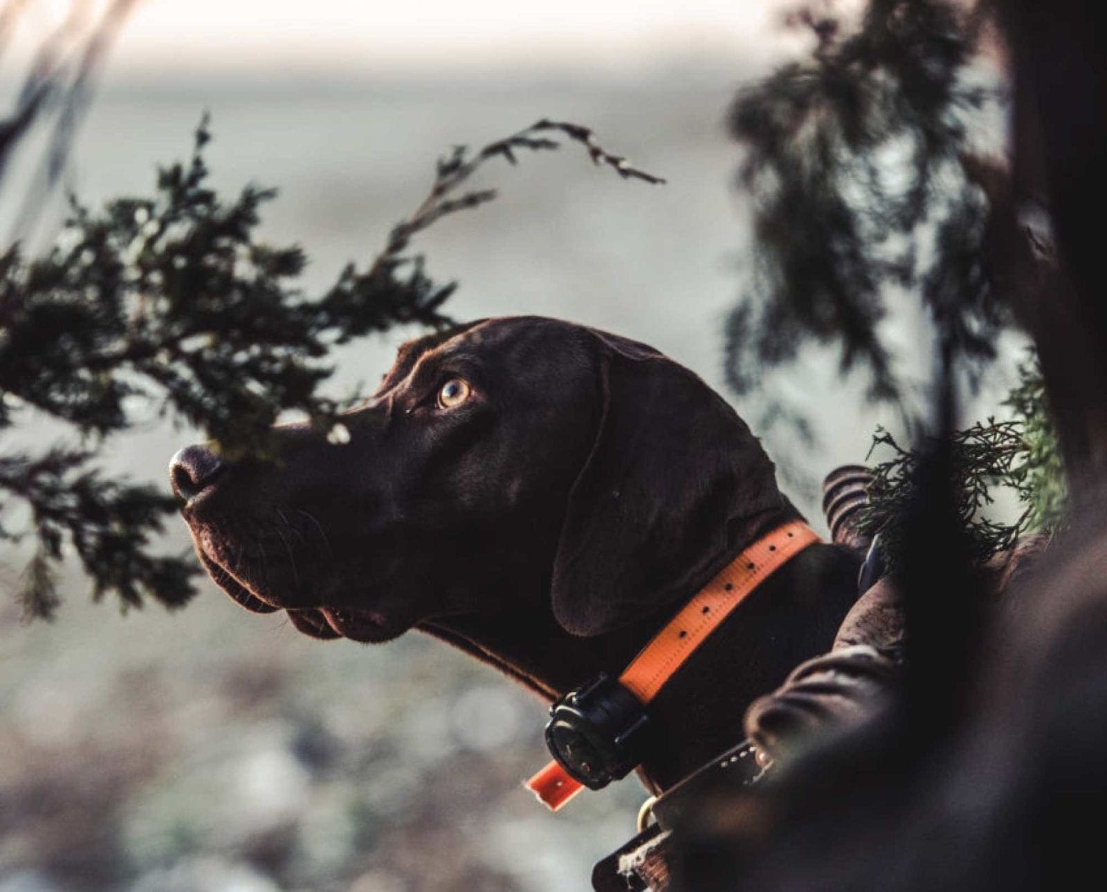 A German shorthaired pointer looks at ducks in the sky from duck blind.