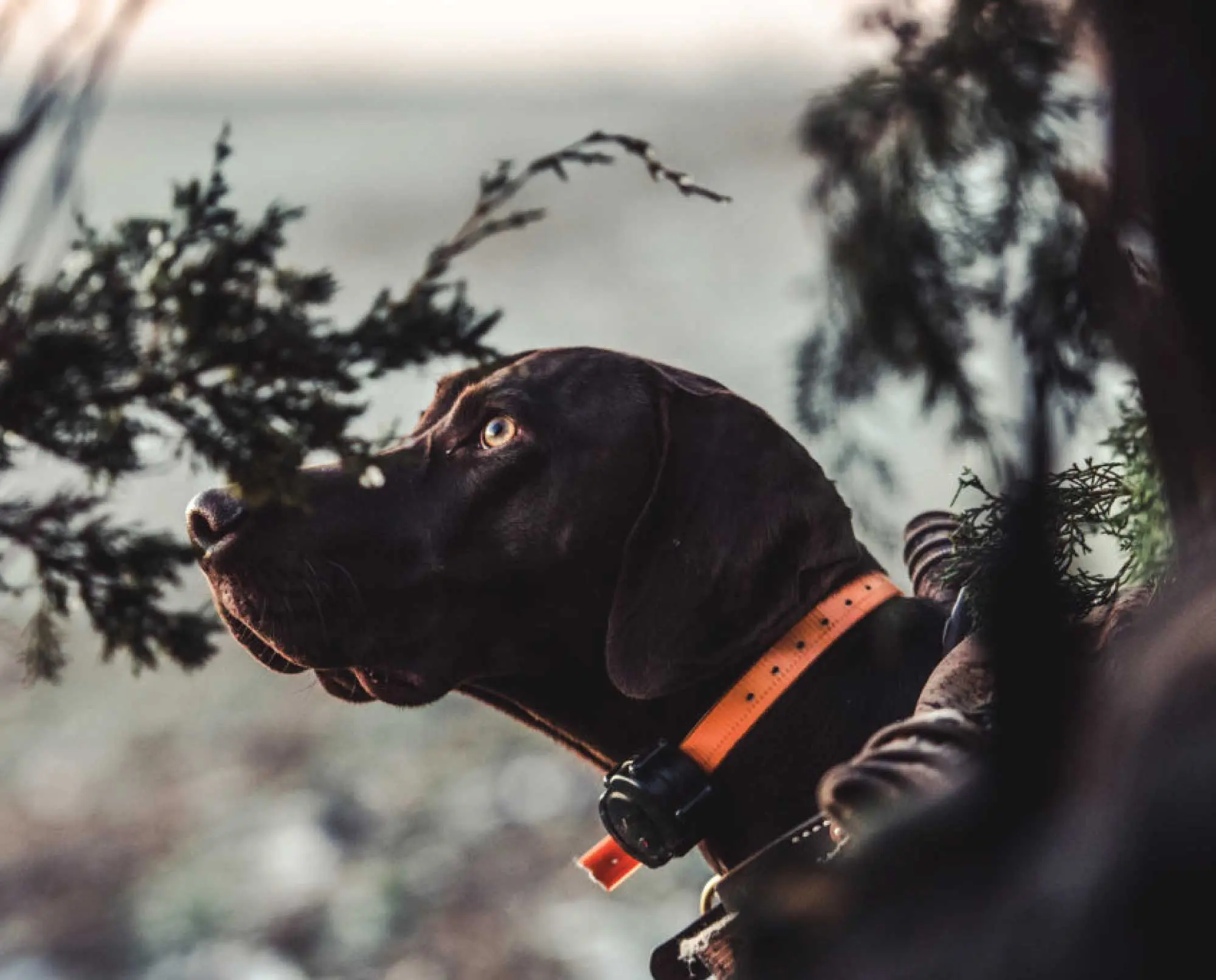 Hunting german shorthaired store pointer